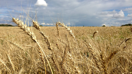 Казахстан занял 11 место по зарубежным поставкам пшеницы
