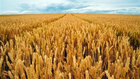 На экспорт из Украины осталось меньше, чем 7 миллионов тонн пшеницы