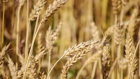 За період з липня по жовтень Україна поставила в країни Близького Сходу 829,000 тонн пшениці