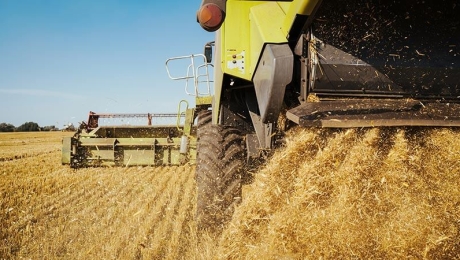 Качество собранной пшеницы в России улучшается