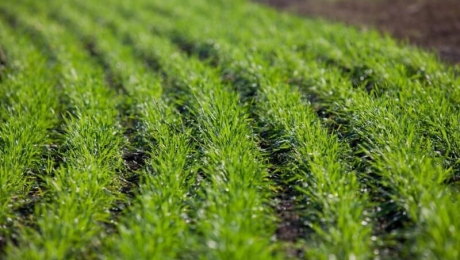 Посев озимых в Украине произведен на 6,8 миллионах гектар