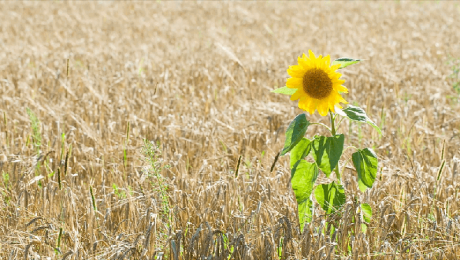 Запаси пшениці та соняшнику в Україні