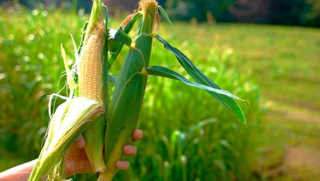 Мировой прогноз производства кукурузы на 18/19 МГ повышен на 3 млн тонн