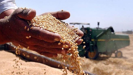 In the current MY, grain exports from Ukraine declined by 10%