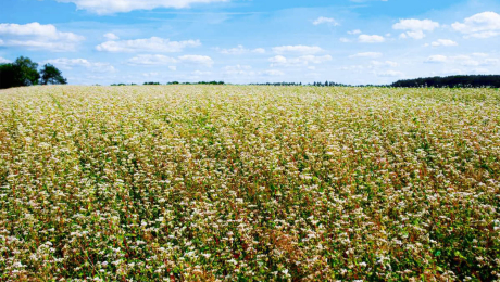 В Украине посеют на 15–20% больше гречихи: возрастает значение контроля качества зерна