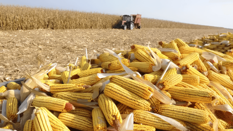 Врожай кукурудзи в Україні та сучасні технології сушіння зерна