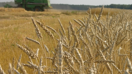 Экспорт зерновых сельскохозяйственных культур из Украины