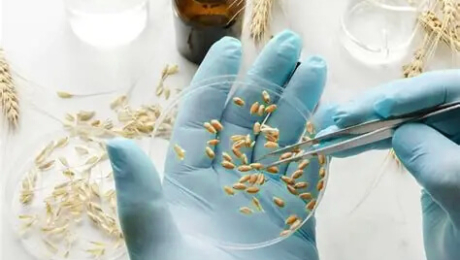 Імпорт пшениці до Вірменії: значення об’єктивного контролю якості