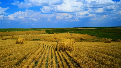 В Акмолинской области урожай зерна наивысший в Казахстане