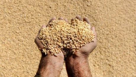 Объемы экспорта пшеницы из Казахстана стали максимальными за последние 6 лет