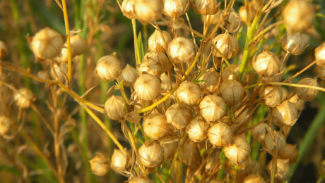 Казахстанський льон дорожчає на експортних ринках: чому контроль якості стає критично важливим