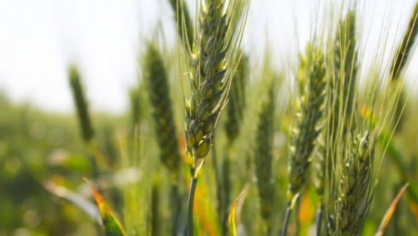 У Казахстані змінені умови державних закупок пшениці