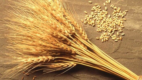 В Казахстане производство зерна превышает потребление