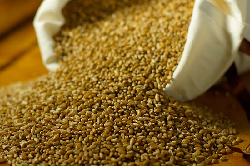 В южном Казахстане пополнили запасы зерновых на 600,000 тонн