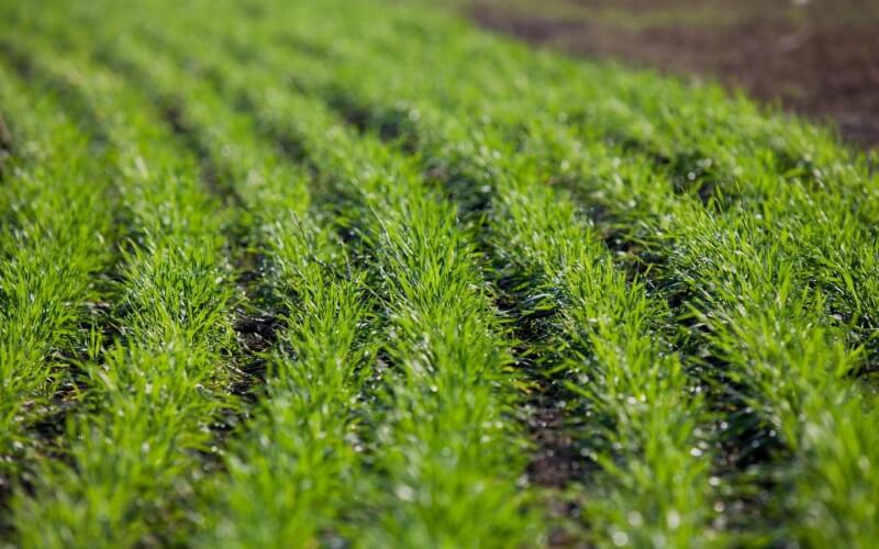 Посев озимых в Украине произведен на 6,8 миллионах гектар