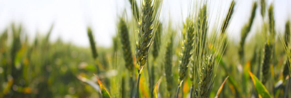 В Казахстане изменены условия покупки пшеницы государством