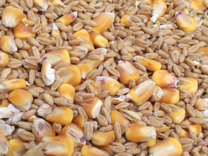 Квоты на экспорт пшеницы и кукурузы в страны Европейского союза исчерпаны