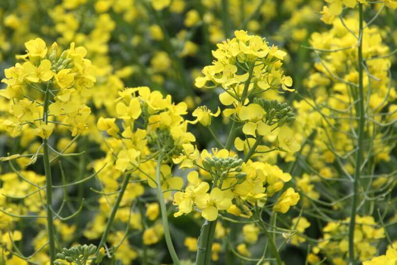 Experts forecast a new record for rapeseed production and export