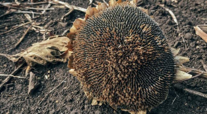 Decline in world oil prices